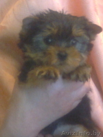 элитные щенки йоркширского терьера - Изображение #3, Объявление #855823