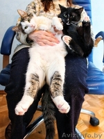 Елисей необыкновенно ласковый пушистый кот в добрые руки. - Изображение #3, Объявление #872042