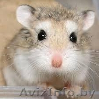 Хомячата Роборовского - Изображение #3, Объявление #862302