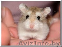 Хомячата Роборовского - Изображение #5, Объявление #862302