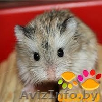Хомячата Роборовского - Изображение #6, Объявление #862302