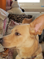 Статный кобель ищет дом - Изображение #3, Объявление #852722