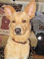 Статный кобель ищет дом - Изображение #1, Объявление #852722