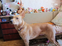 Статный кобель ищет дом - Изображение #4, Объявление #852722