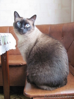 Отдам сиамскую кошечку в хорошие руки! - Изображение #3, Объявление #866755