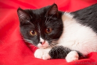 Котёнок Сабрина окраса биколор в дар! - Изображение #3, Объявление #851887