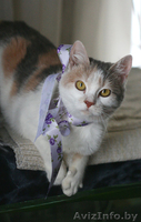 Молодая ласковая кошечка Венера ищет хозяев. - Изображение #4, Объявление #872043
