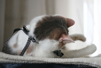 Молодая ласковая кошечка Венера ищет хозяев. - Изображение #2, Объявление #872043