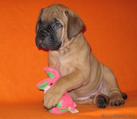 Бульмастифа щенки в племенном питомнике - Изображение #1, Объявление #853041