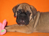 Бульмастифа щенки в племенном питомнике - Изображение #3, Объявление #853041