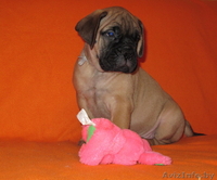 Бульмастифа щенки в племенном питомнике - Изображение #4, Объявление #853041