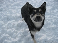 Собака Альма ищет дом - Изображение #1, Объявление #863686