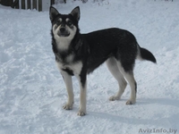 Собака Альма ищет дом - Изображение #3, Объявление #863686