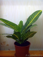 Кодиеум Petra. Комнатные растения Минск. - Изображение #2, Объявление #872175