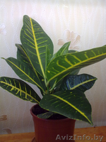 Кодиеум Petra. Комнатные растения Минск. - Изображение #1, Объявление #872175