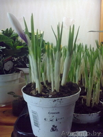 Крокус. Комнатные растения Минск - Изображение #2, Объявление #872176