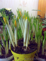 Крокус. Комнатные растения Минск - Изображение #1, Объявление #872176