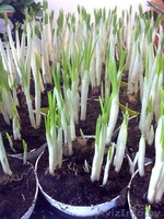 Крокус. Комнатные растения Минск - Изображение #3, Объявление #872176