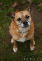 Душевная собака Лада для особенного хозяина в дар. - Изображение #1, Объявление #872039