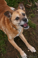 Душевная собака Лада для особенного хозяина в дар. - Изображение #2, Объявление #872039