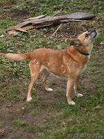 Душевная собака Лада для особенного хозяина в дар. - Изображение #3, Объявление #872039