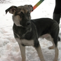 Замечательные псы в добрые руки. - Изображение #5, Объявление #872041