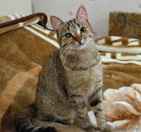 Отдам котенка МИЛАНУ в хорошие руки!!! - Изображение #4, Объявление #852764