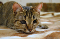 Отдам котенка МИЛАНУ в хорошие руки!!! - Изображение #1, Объявление #852764