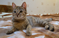 Отдам котенка МИЛАНУ в хорошие руки!!! - Изображение #2, Объявление #852764