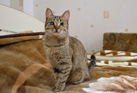 Отдам котенка МИЛАНУ в хорошие руки!!! - Изображение #3, Объявление #852764