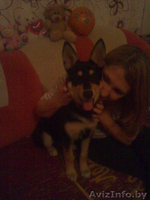 Помогите!!!Срочно нужно пристроить собачку.У маленького ребенка аллергия! - Изображение #2, Объявление #853972