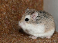 Хомячата Роборовского - Изображение #7, Объявление #862302