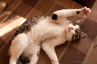 Сержик - тигрово-белое счастье! забавный котёнок в дар! - Изображение #3, Объявление #860630