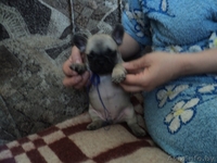 Щеночки французского бульдога - Изображение #1, Объявление #871056