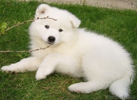 Щенки самоедской лайки - Изображение #3, Объявление #862740