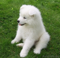 Щенки самоедской лайки - Изображение #4, Объявление #862740