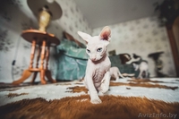 котятки канадского сфинкса - Изображение #3, Объявление #871267