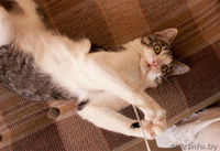 Сержик - тигрово-белое счастье! забавный котёнок в дар! - Изображение #1, Объявление #860630