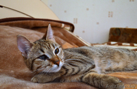 Отдам котенка ВАСИЛИСУ в хорошие руки!!! - Изображение #4, Объявление #852765