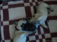 Щеночки французского бульдога - Изображение #3, Объявление #871056