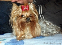вязка красивого йоркширского терьерчика - Изображение #2, Объявление #861960
