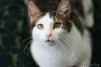 Елисей необыкновенно ласковый пушистый кот в добрые руки. - Изображение #5, Объявление #872042