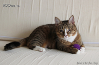 Кошка, которая видит цветные сны... - Изображение #5, Объявление #851320