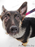 Замечательные псы в добрые руки. - Изображение #2, Объявление #872041