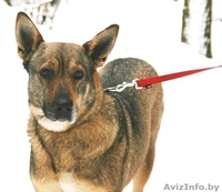 Прекрасная собака Герда. В дар. - Изображение #1, Объявление #845248