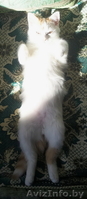 СРОЧНО!!! котенок ищет хозяев  - Изображение #3, Объявление #845441