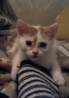СРОЧНО!!! котенок ищет хозяев  - Изображение #4, Объявление #845441