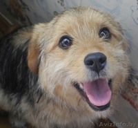 Милая Грушенька ищет свой добрый Дом. - Изображение #3, Объявление #779588