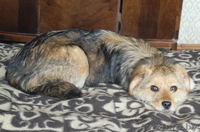 Милая Грушенька ищет свой добрый Дом. - Изображение #1, Объявление #779588