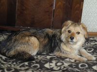 Милая Грушенька ищет свой добрый Дом. - Изображение #2, Объявление #779588